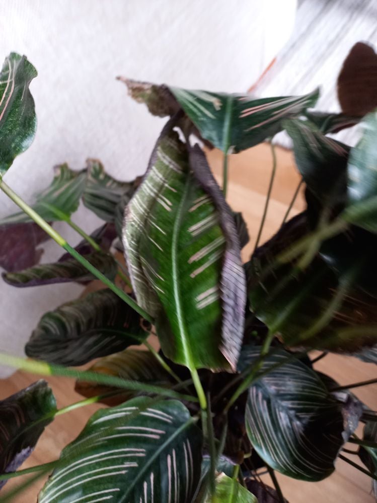 Cathalea 4.jpg Cathalea 4.jpg