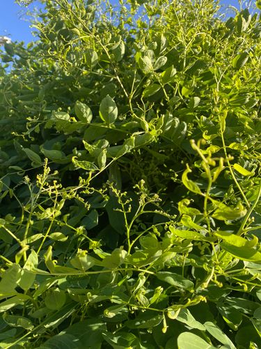 IMG_1123.jpeg IMG_1123.jpeg