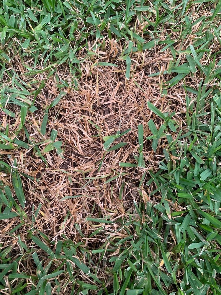 Brown patch closeup.jpg Brown patch closeup.jpg