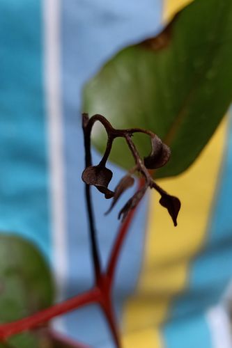 IMG_20220508_130621.jpg IMG_20220508_130621.jpg