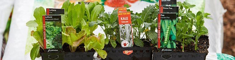 What else to plant.jpg What else to plant.jpg