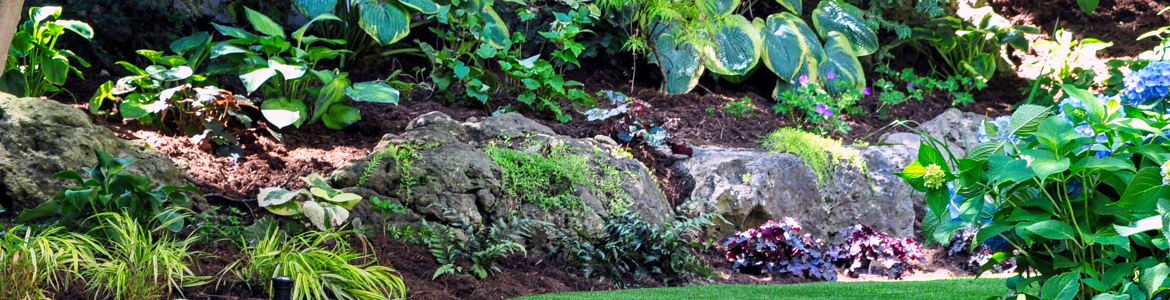 ShadePlants.png ShadePlants.png