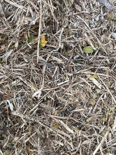 3C0292F9-77CE-4D93-9DAA-87373E6B3752.jpeg 3C0292F9-77CE-4D93-9DAA-87373E6B3752.jpeg