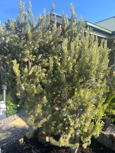 IMG_5447.jpeg IMG_5447.jpeg