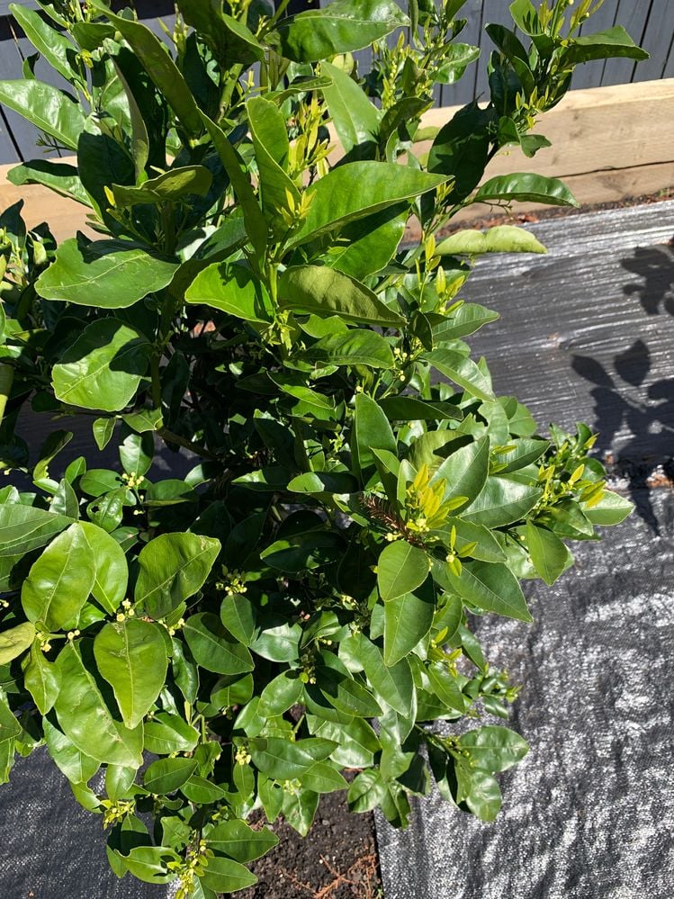 IMG-1789.JPG IMG-1789.JPG