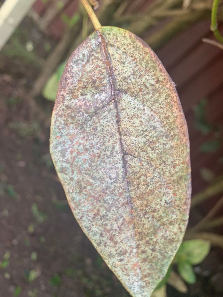 Image (2).jpeg Image (2).jpeg