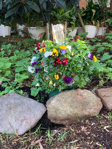 66E63626-3AE6-4CDA-A00F-B515D5E559E6.jpeg 66E63626-3AE6-4CDA-A00F-B515D5E559E6.jpeg