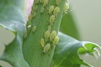 Aphids.jpg Aphids.jpg