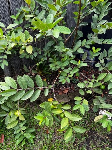 03411A34-7B6D-4628-BD47-AC24EF5EF303.jpeg 03411A34-7B6D-4628-BD47-AC24EF5EF303.jpeg