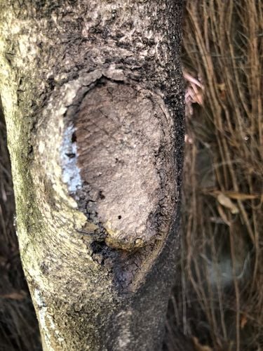 B2EA9690-808C-43B4-80E4-24DB3A419D8D.jpeg B2EA9690-808C-43B4-80E4-24DB3A419D8D.jpeg