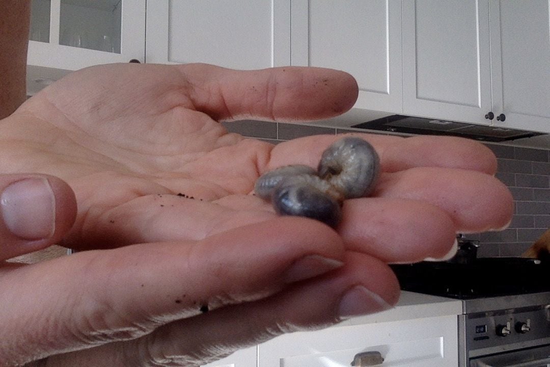 Photo on 2-7-20 at 12.48 pm.jpg Photo on 2-7-20 at 12.48 pm.jpg