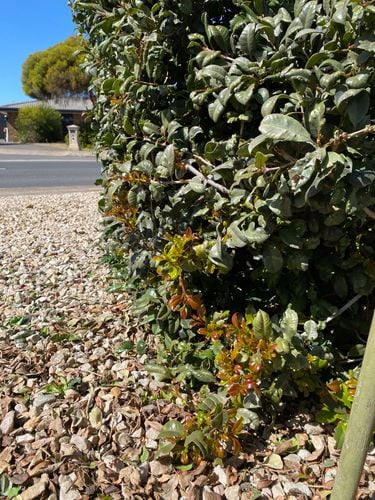 IMG_8821.jpeg IMG_8821.jpeg