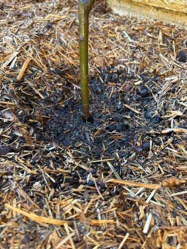 IMG_3351.jpeg IMG_3351.jpeg