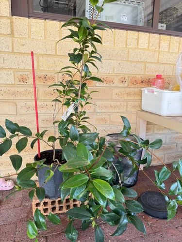 IMG_8919.jpeg IMG_8919.jpeg