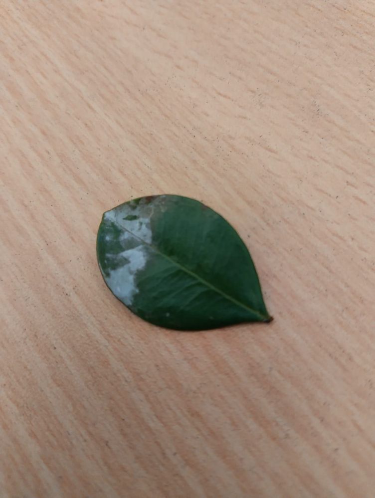 Lilly Pilly leaf.jpg Lilly Pilly leaf.jpg