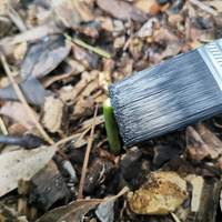 5.3 Applying herbicide to sucker.png 5.3 Applying herbicide to sucker.png