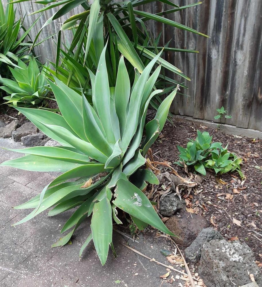Agave #1.jpg Agave #1.jpg