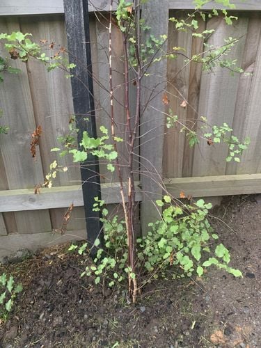 IMG_3162.jpeg IMG_3162.jpeg