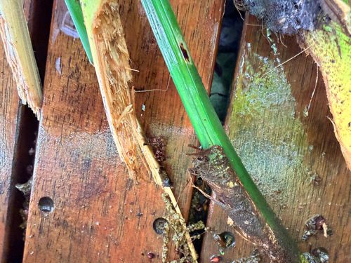 IMG_0169.jpeg IMG_0169.jpeg