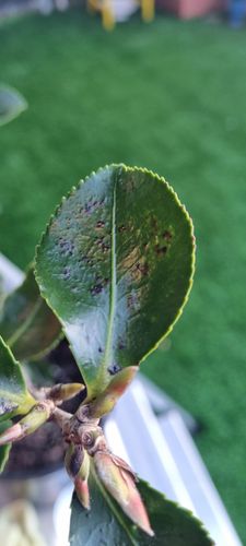 1000167799.jpg 1000167799.jpg