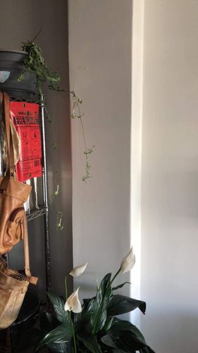 1E176CDD-1B99-4FF0-BA41-F5DC6C8CB976.jpeg 1E176CDD-1B99-4FF0-BA41-F5DC6C8CB976.jpeg