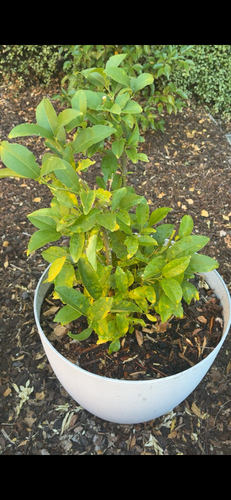 IMG_5192.png IMG_5192.png