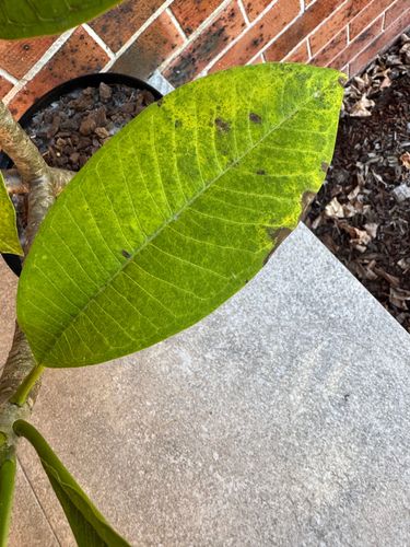 IMG_4820.jpeg IMG_4820.jpeg