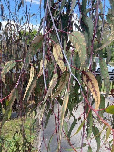 IMG_7714.jpeg IMG_7714.jpeg