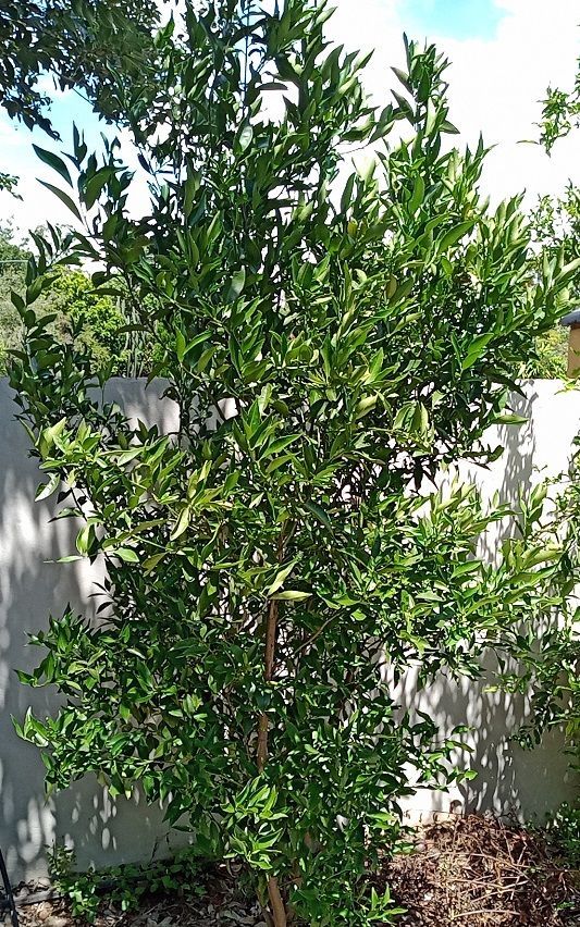 Mandarin Tree.jpg Mandarin Tree.jpg