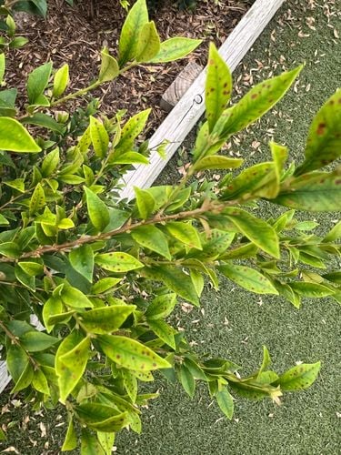 IMG_2146.jpeg IMG_2146.jpeg