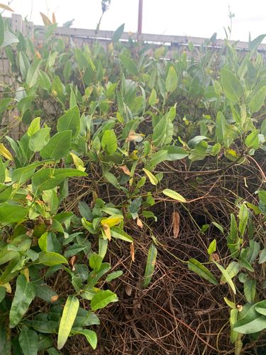 IMG_7069.jpeg IMG_7069.jpeg