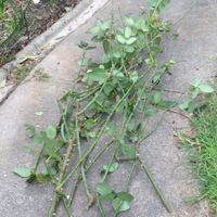 6. Dipose of prunings in household rubbish.JPG 6. Dipose of prunings in household rubbish.JPG