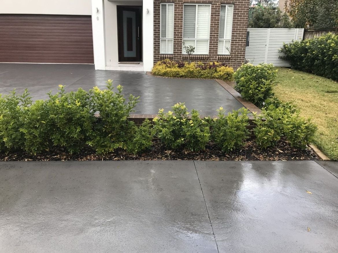 Murraya plant.jpg Murraya plant.jpg