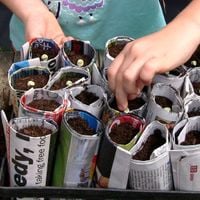 Step 4 Place seeds into tube pots.jpg Step 4 Place seeds into tube pots.jpg