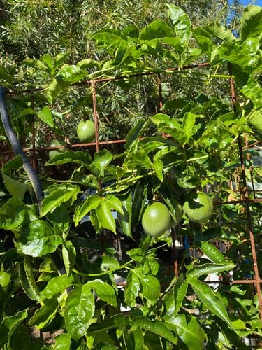 4C6DF7E1-4484-4675-A518-E3D7199B2BAC.jpeg 4C6DF7E1-4484-4675-A518-E3D7199B2BAC.jpeg