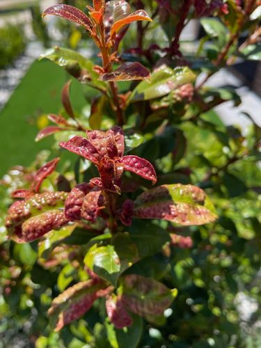 IMG_4121.jpeg IMG_4121.jpeg