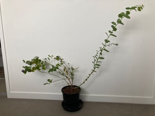 B9D76421-17B7-48C7-AEFB-98406983B277.jpeg B9D76421-17B7-48C7-AEFB-98406983B277.jpeg