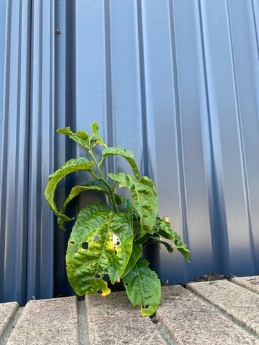 IMG_9944.jpeg IMG_9944.jpeg