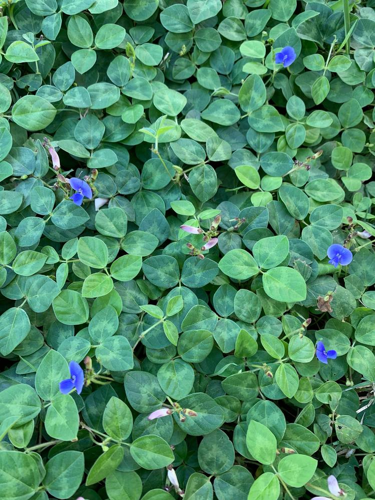 Weed 2.jpeg Weed 2.jpeg