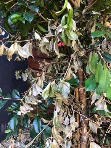 F2C15AE1-CFC9-41FC-A5EC-20B2B2ADBE55.jpeg F2C15AE1-CFC9-41FC-A5EC-20B2B2ADBE55.jpeg