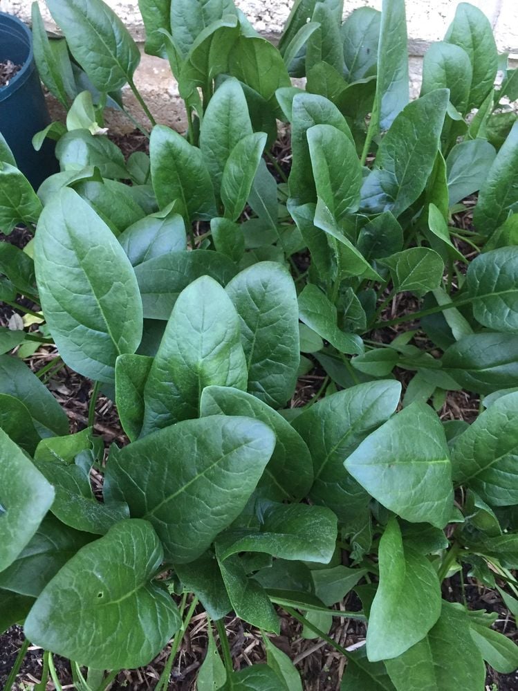 CFE5FC8A-CD43-418F-8980-3180D6EFDEE4.jpeg CFE5FC8A-CD43-418F-8980-3180D6EFDEE4.jpeg