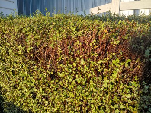 IMG_20250424_170444038.jpeg IMG_20250424_170444038.jpeg