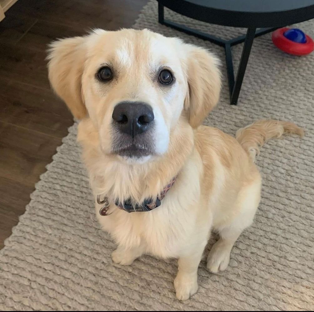 240700816_276073254327641_6677231598949859992_n (1).jpg 240700816_276073254327641_6677231598949859992_n (1).jpg