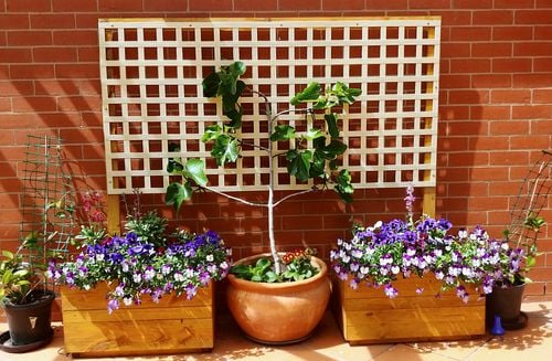 espalier project.jpg espalier project.jpg