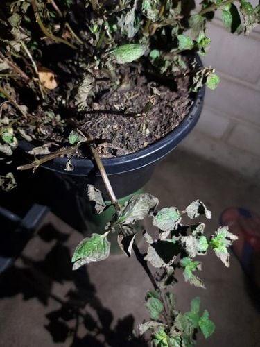 IMG-20221027-WA0012.jpg IMG-20221027-WA0012.jpg