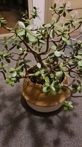 16320547233541537507755265519934.jpg 16320547233541537507755265519934.jpg