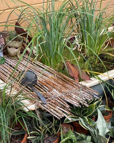 frogtub.jpeg frogtub.jpeg