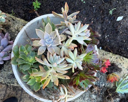 IMG_1209.jpeg IMG_1209.jpeg