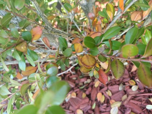 IMG20211026172545.jpg IMG20211026172545.jpg