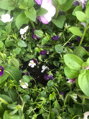 D19ABAAF-E8DA-4564-9EF0-12FB1869616E.jpeg D19ABAAF-E8DA-4564-9EF0-12FB1869616E.jpeg